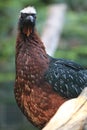White-crested guan Royalty Free Stock Photo