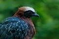 White-crested Guan, Penelope pileata, rare bird from Brazil. Big black bird with red crest. Guan in green vegetation, nature habit Royalty Free Stock Photo