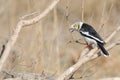 White-crested Helmet Shrike on branch