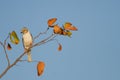 A White-Crested Helmet-Shrike Prionops plumatus perched in a tree