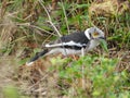 White-crested helmetshrike isolated in the wild