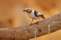 White-crested helmetshrike, Prionops plumatus, bird siting on the tree branch, Mana Pools NP, Zimbabwe in Africa