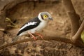 White-crested Helmetshrike - Prionops plumatus or white helmetshrike, passerine bird in the family Prionopidae, formerly in the