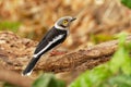 White-crested Helmetshrike - Prionops plumatus or white helmetshrike, passerine bird in the family Prionopidae, formerly in the