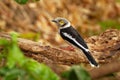 White-crested Helmetshrike - Prionops plumatus or white helmetshrike, passerine bird in the family Prionopidae, formerly in the