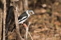 White-crested Helmetshrike