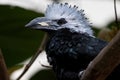 White-Crested Hornbill Tropicranus albocristatus