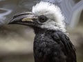 White-crested hornbill, Tropicranus albocristatus albocristatus, smaller hornbill with striking white head