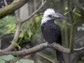 White-crested hornbill, Tropicranus albocristatus albocristatus, smaller hornbill with striking white head