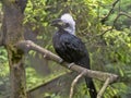 White-crested hornbill, Tropicranus albocristatus albocristatus, smaller hornbill with striking white head