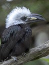 White-crested hornbill, Tropicranus albocristatus albocristatus, smaller hornbill with striking white head