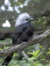 White-crested hornbill, Tropicranus albocristatus albocristatus, smaller hornbill with striking white head