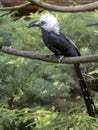 White-crested hornbill, Tropicranus albocristatus albocristatus, smaller hornbill with striking white head