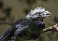 White-Crested Hornbill (Tropicranus albocristatus),