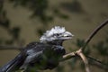 White-Crested Hornbill (Tropicranus albocristatus),