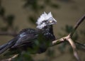 White-Crested Hornbill (Tropicranus albocristatus),