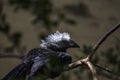 White-Crested Hornbill (Tropicranus albocristatus),