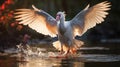 White crested ibis splashes in lake water and sunset Royalty Free Stock Photo