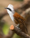 White-crested laughing thrush