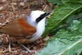 White crested laughing thrush (Garrulax leucolophus) Bird eating Royalty Free Stock Photo