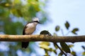 White crested laughingthrush bird with white hood, raised crest, black eye mask perching on tree