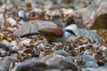 White-crested Laughingthrush finding for food in a jungle Royalty Free Stock Photo