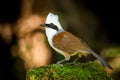 White-crested Laughingthrush Royalty Free Stock Photo