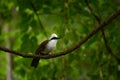 White-crested Laughingthrush Royalty Free Stock Photo