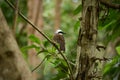 White-crested Laughingthrush Royalty Free Stock Photo