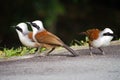 White-crested laughingthrush Royalty Free Stock Photo