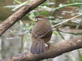 White-crested Laughingthrush