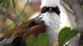 White-crested Laughingthrush