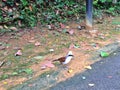White-crested laughingthrushes Royalty Free Stock Photo