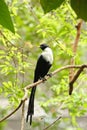 White Crested Myna