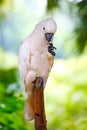 A white crested parrot on the trunk in the zoo
