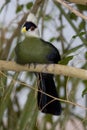 White-crested Turaco II (Tauraco leucolophus) Royalty Free Stock Photo