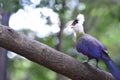White-crested turaco Royalty Free Stock Photo
