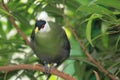 White-crested turaco Royalty Free Stock Photo