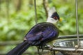 The white-crested turaco Royalty Free Stock Photo