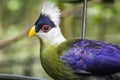 The white-crested turaco Royalty Free Stock Photo