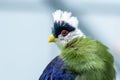 The white-crested turaco Tauraco leucolophus perches on a rainforest tree in West Africa looking around and showing off