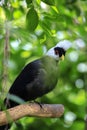 White-crested turaco, Tauraco leucolophus, perching Royalty Free Stock Photo