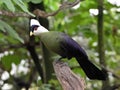 White-crested turaco (Tauraco leucolophus)