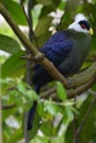 White-Crested Turaco (Tauraco Leucolophus) Royalty Free Stock Photo