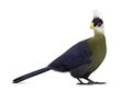 White-crested turaco Royalty Free Stock Photo