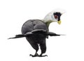 White-crested turaco Royalty Free Stock Photo