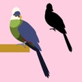 White - crested turaco vector illustration flat style