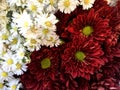 White and crimson cutter flower/aster ericoides flower. Royalty Free Stock Photo