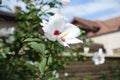 White crimsoneyed flower of Hibiscus syriacus in mid August