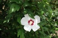 1 white crimsoneyed flower of Hibiscus syriacus in August Royalty Free Stock Photo